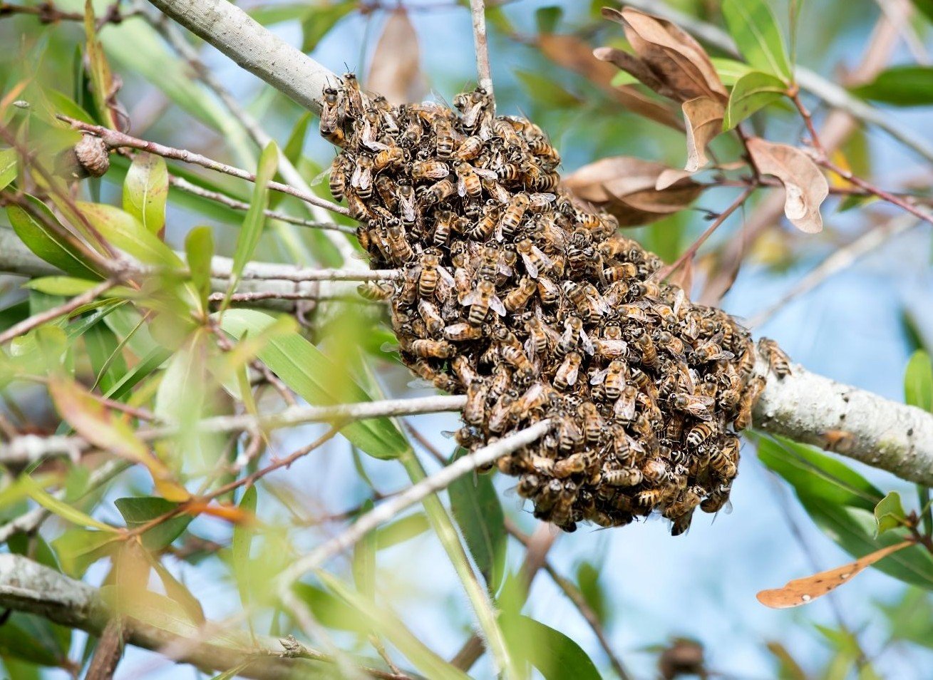 humane honeybee swarm relocation