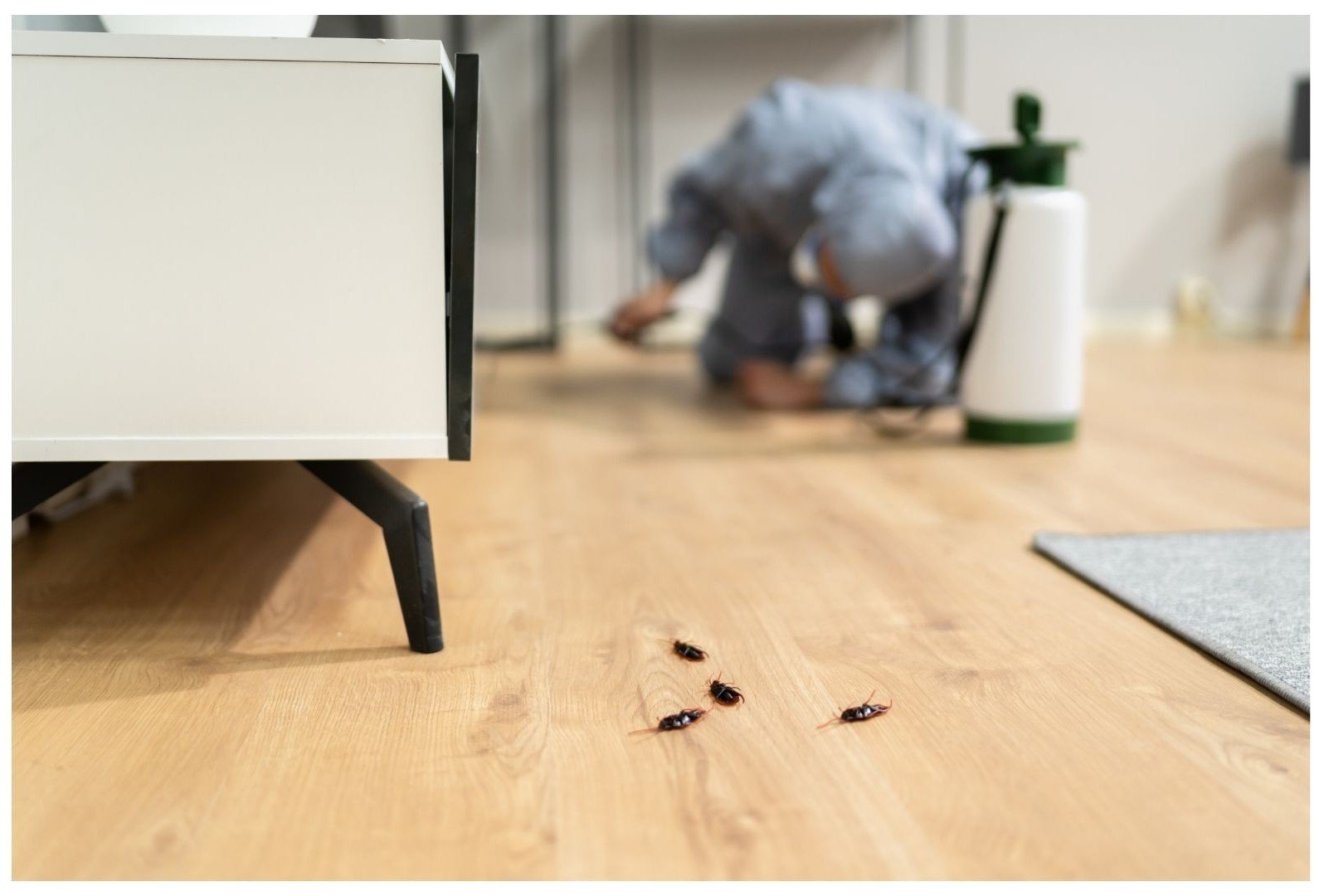Melbourne Pest Services technician treating a home for cockroaches