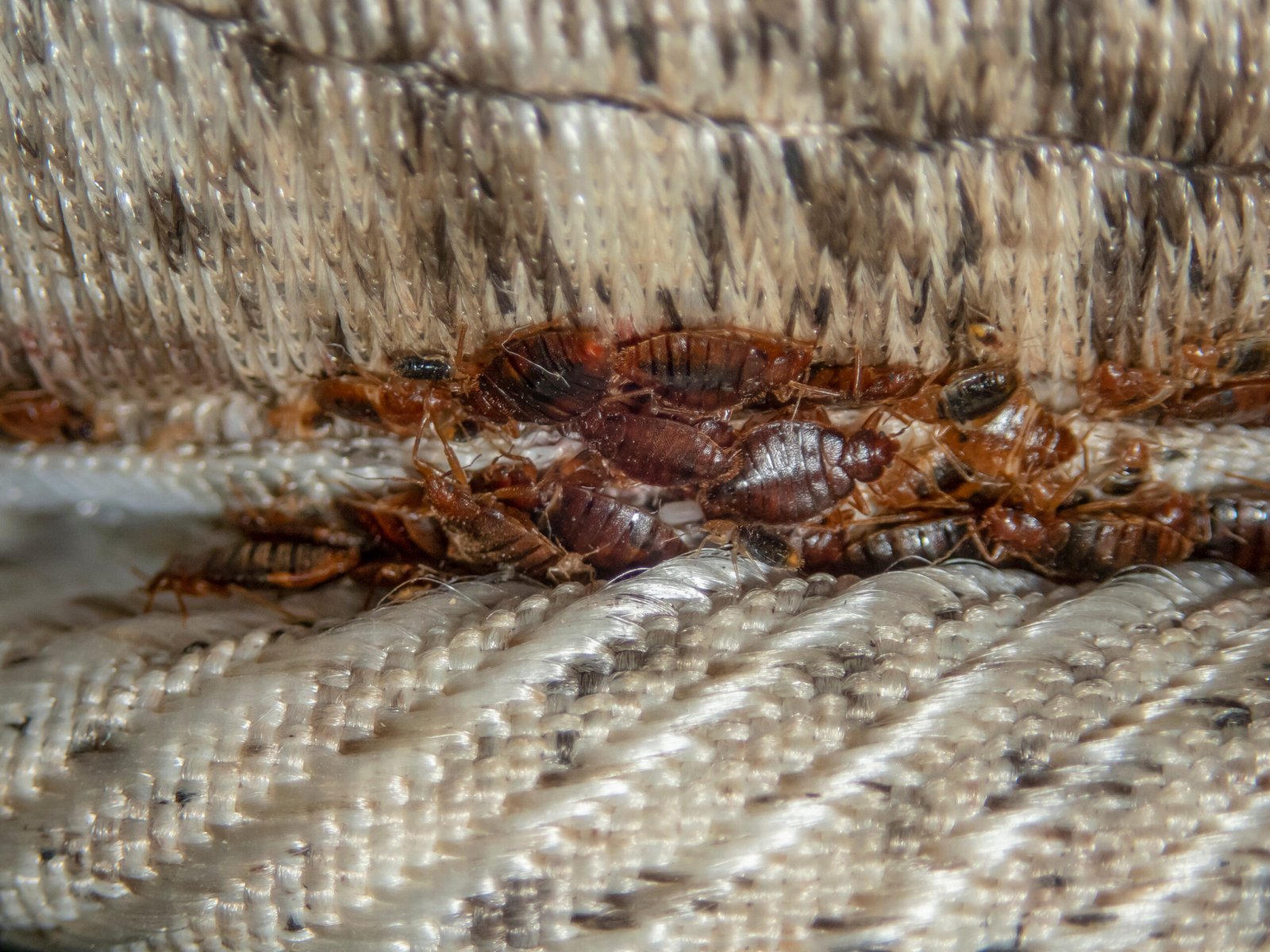 Live bedbug infestation, mattress seam inspection