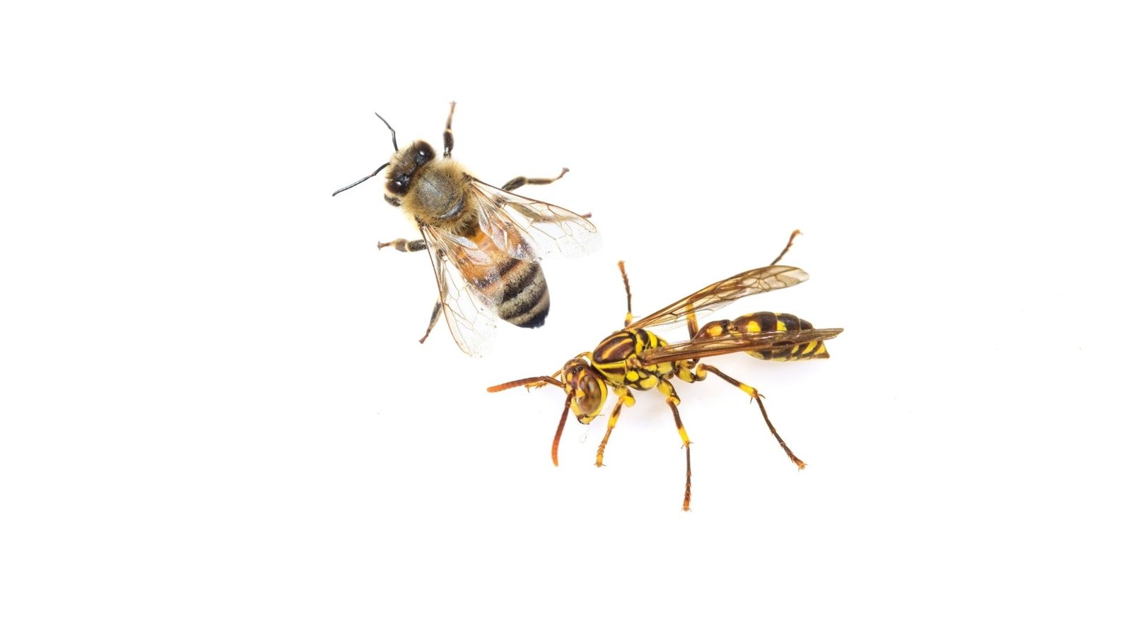 Emergency wasp nest removal and bee relocation Melbourne