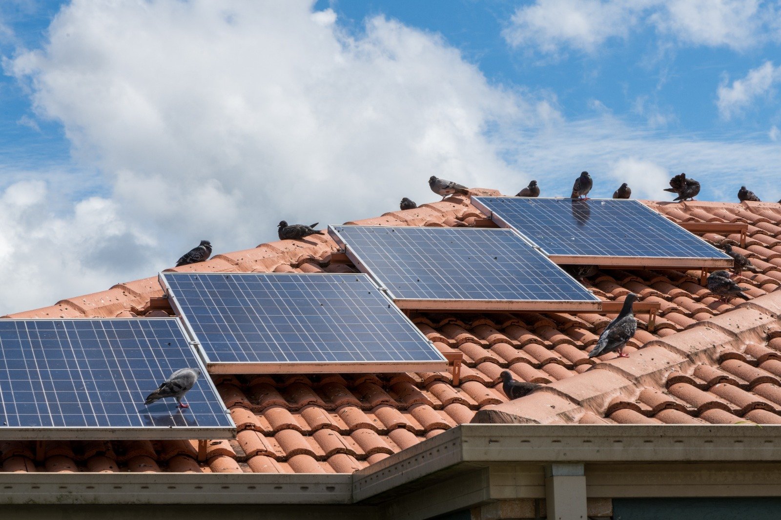 Feral pigeon flock, commercial roofline