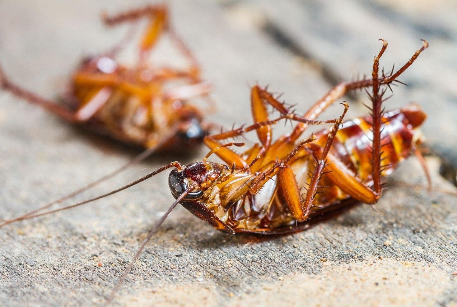 German cockroach activity, kitchen harborage