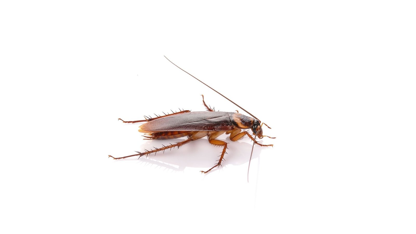 Advanced cockroach elimination Melbourne