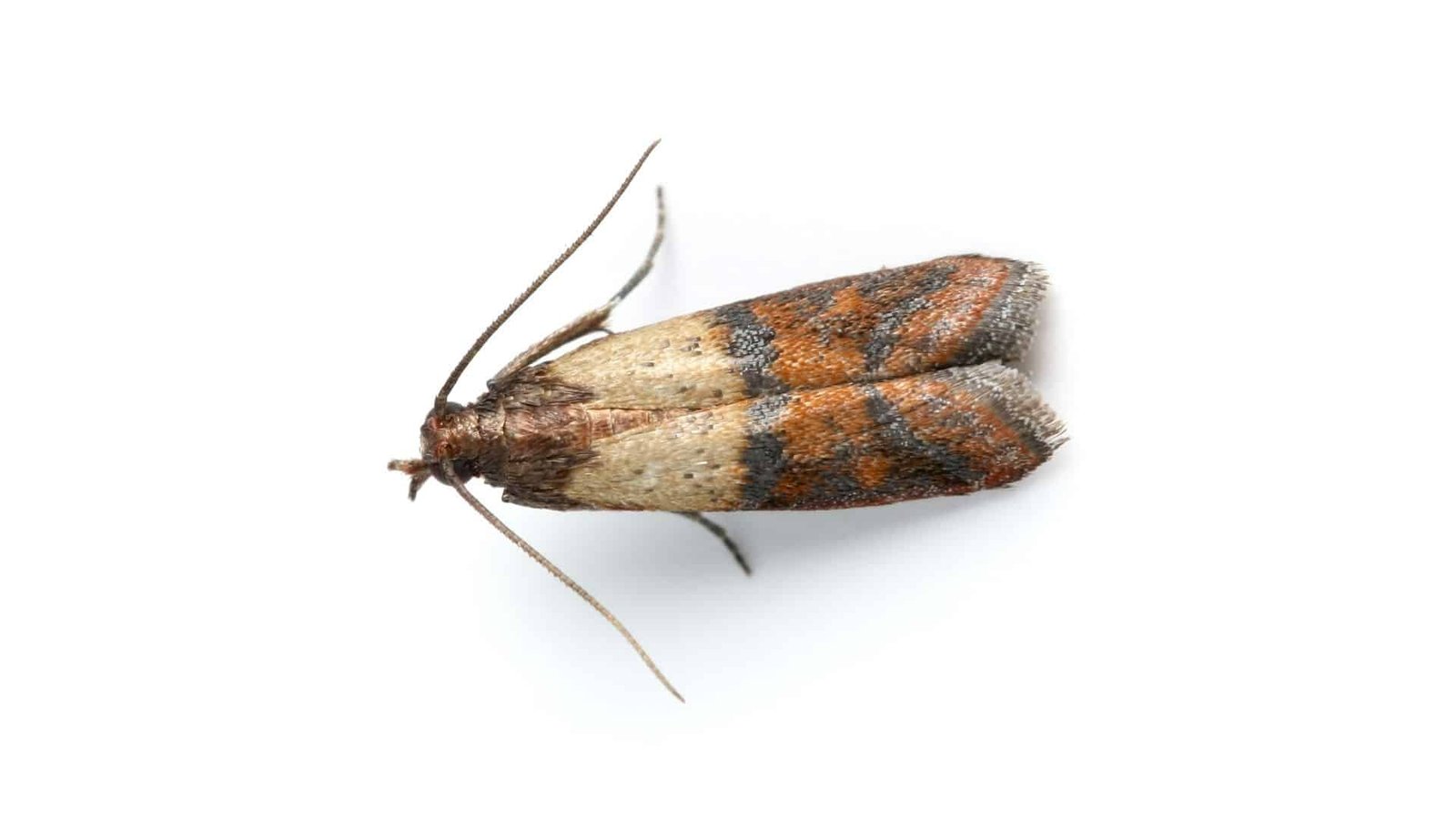 Pantry moth activity, kitchen cupboard