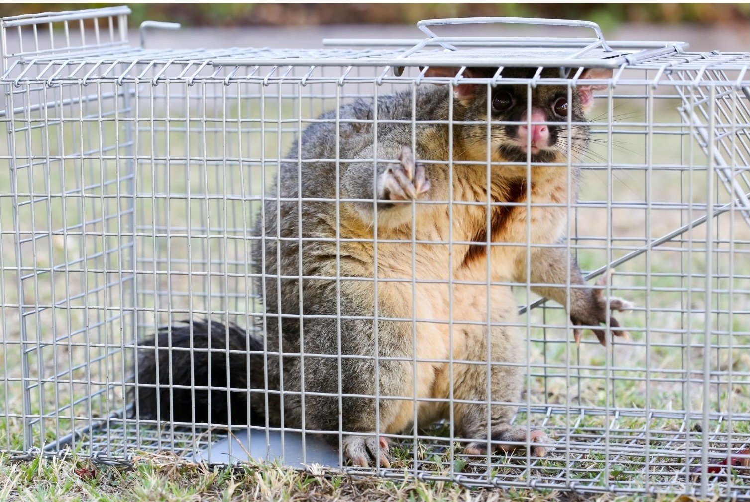 Brushtail possum safely contained in a state-regulated cage trap before same-property release