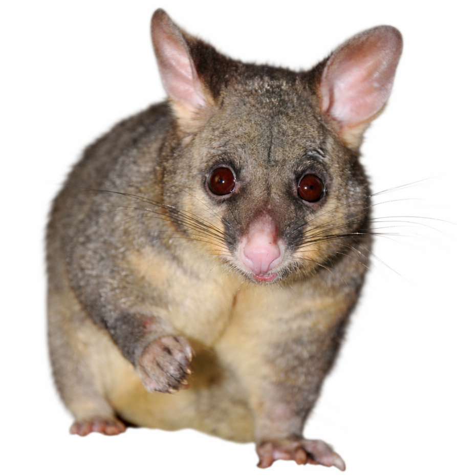 Humane possum removal and roof proofing Melbourne