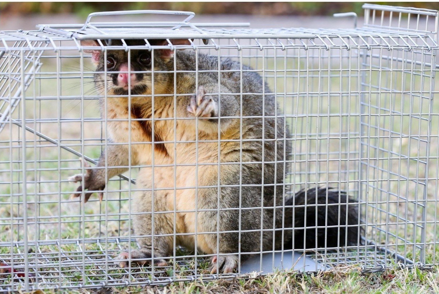 Brushtail possum during a compliant removal in Melbourne