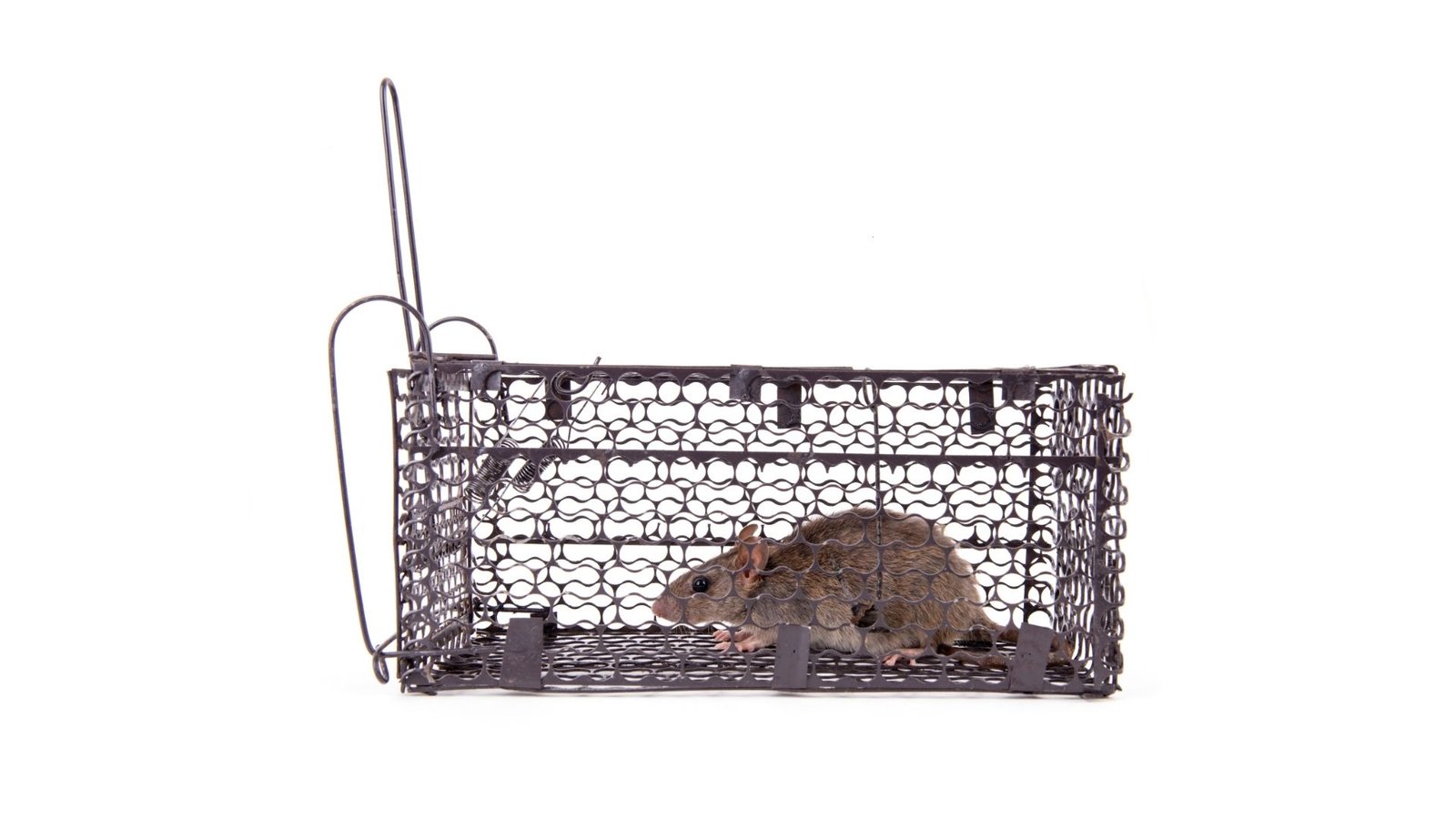 Roof rat activity, Melbourne ceiling void