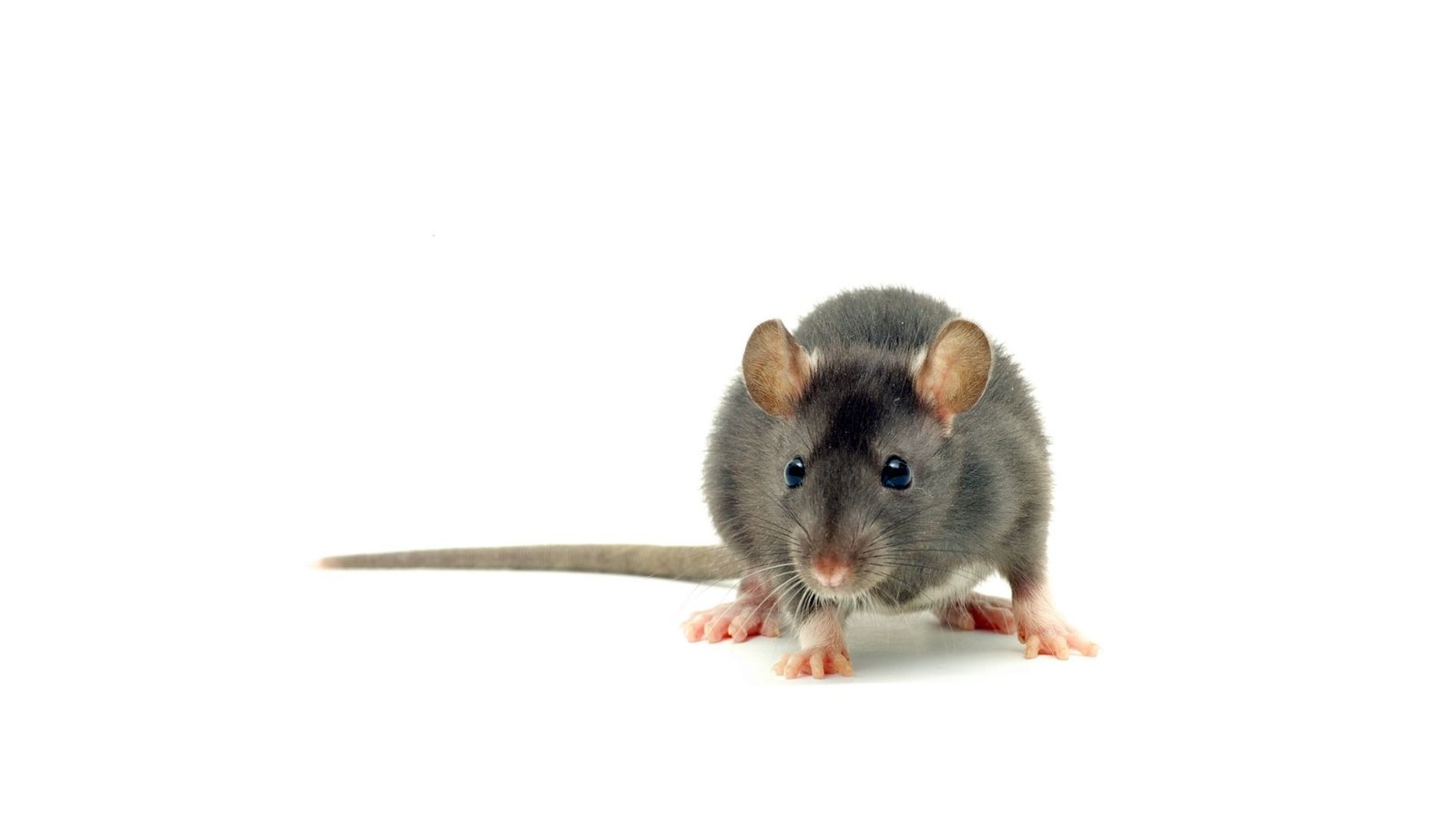 Rodent rat and mice eradication Melbourne