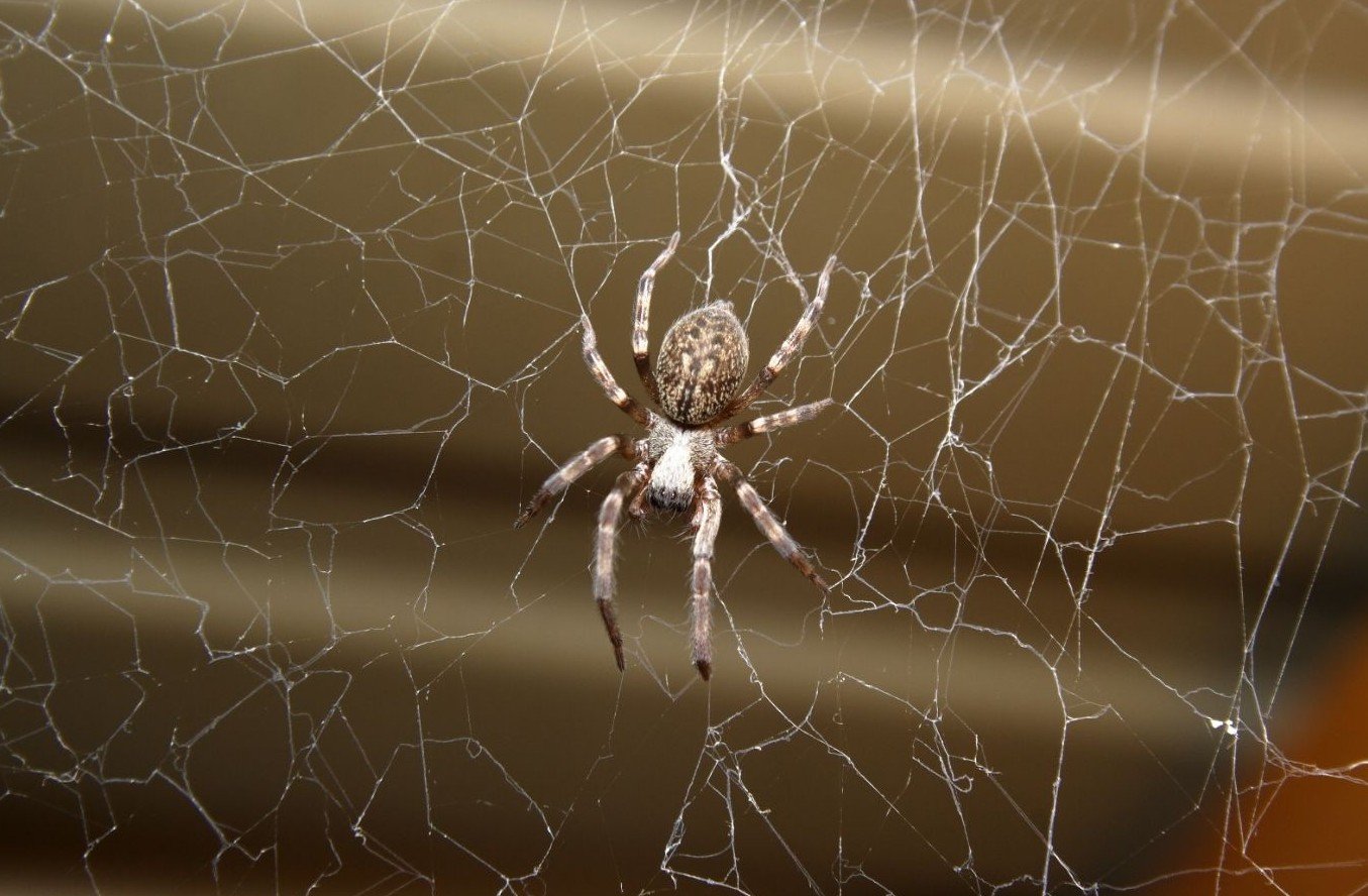 external blanket spray spider barrier treatment