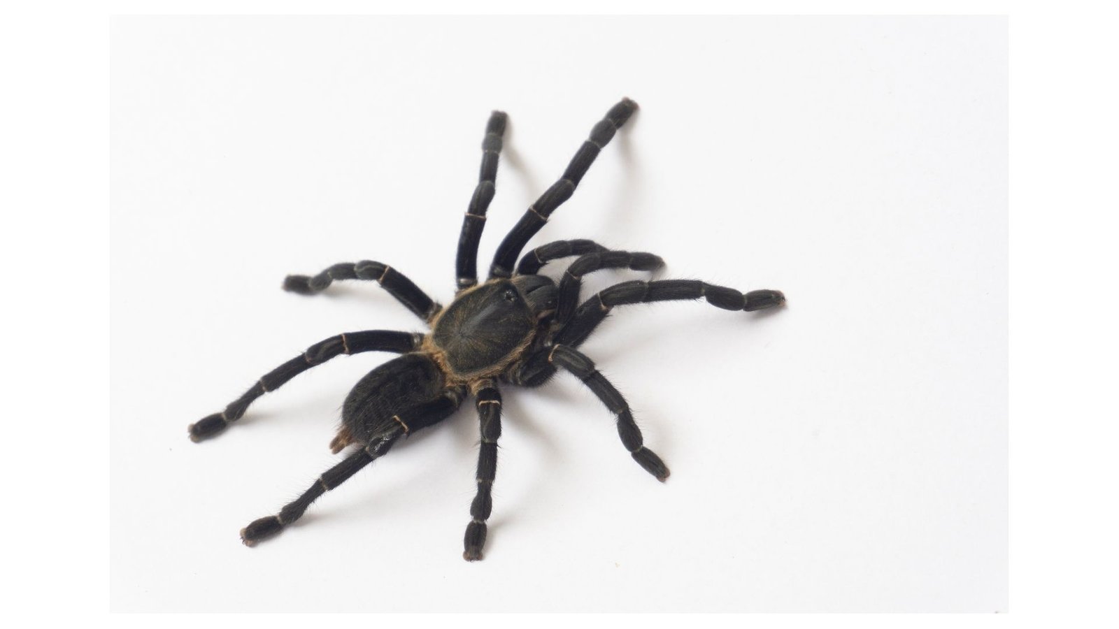 Specialized spider eradication Melbourne