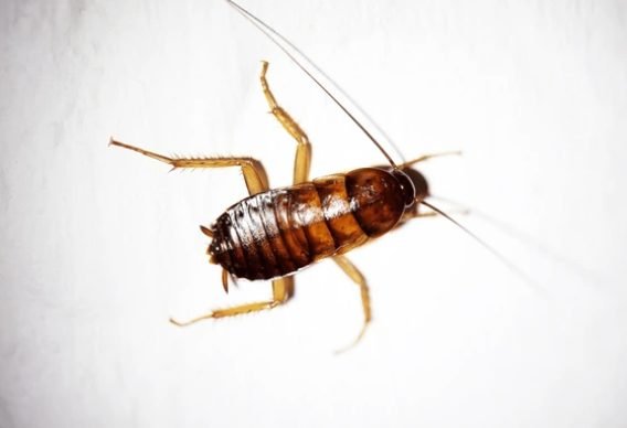 American Cockroach (Periplaneta americana)