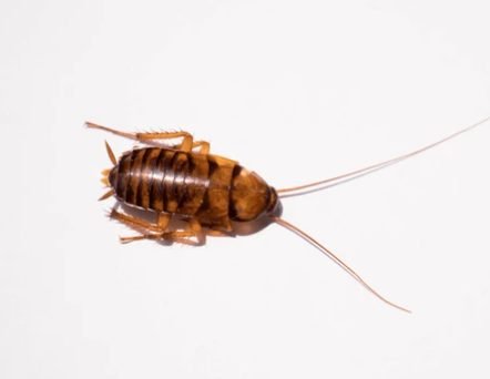 Australian Cockroach (Periplaneta australasiae)