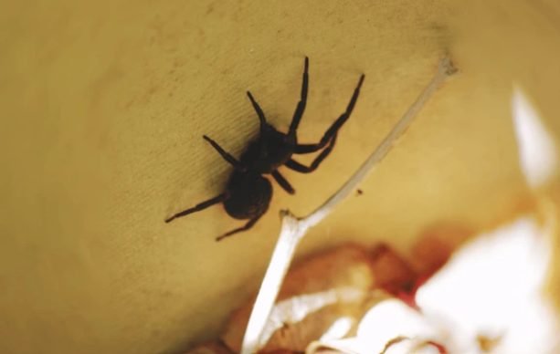 Black House Spider (Badumna insignis)
