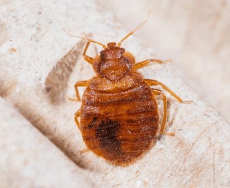 Common Bedbug (Cimex lectularius)