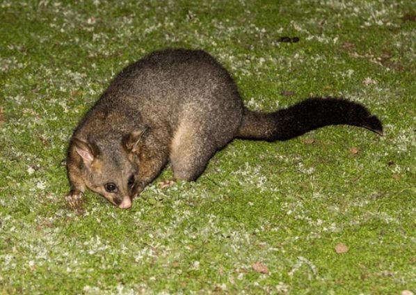 Common Brushtail Possum