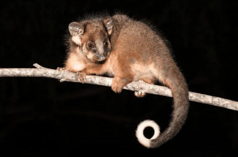 Common Ringtail Possum