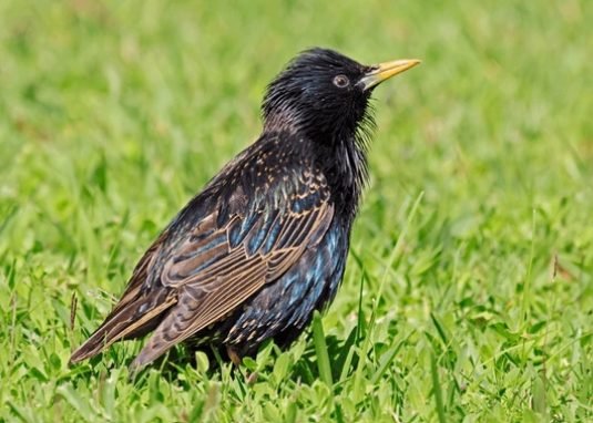 Common Starling (Sturnus vulgaris)