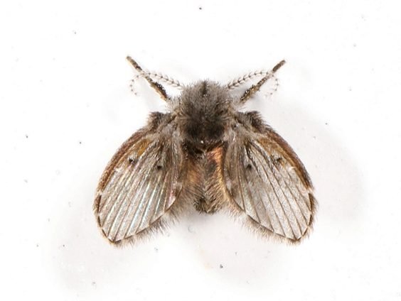 Drain Fly Sewage Fly (Psychodidae)