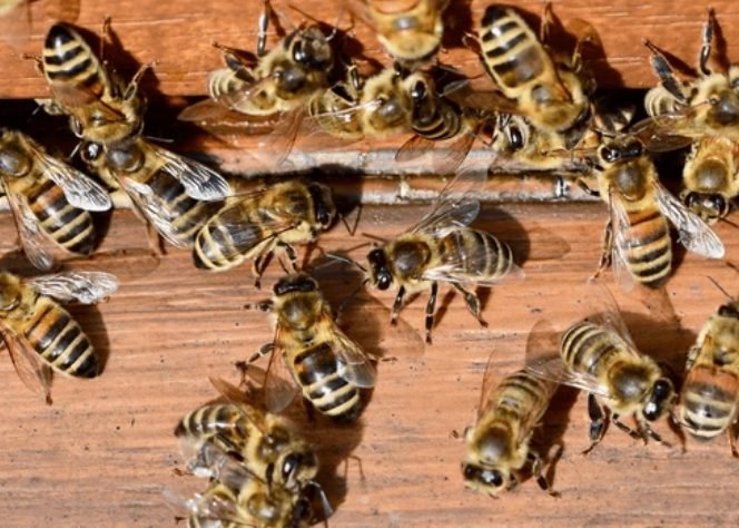 European Honeybee (Apis mellifera)