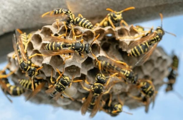 European Wasp (Vespula germanica)