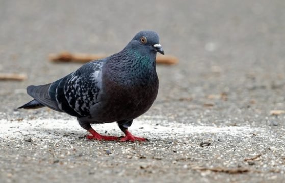 Feral Pigeon (Columba livia)