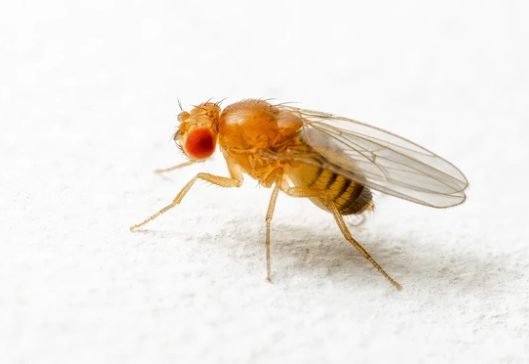 Fermentation Fruit Fly (Drosophila melanogaster)