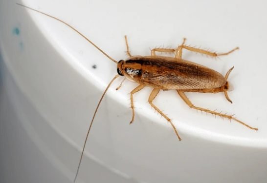 German Cockroach (Blattella germanica)
