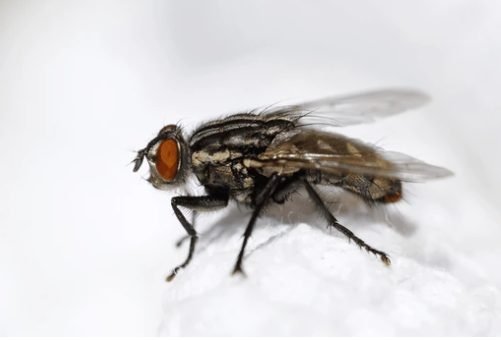 House Fly & Blowfly (Musca domestica Calliphoridae)