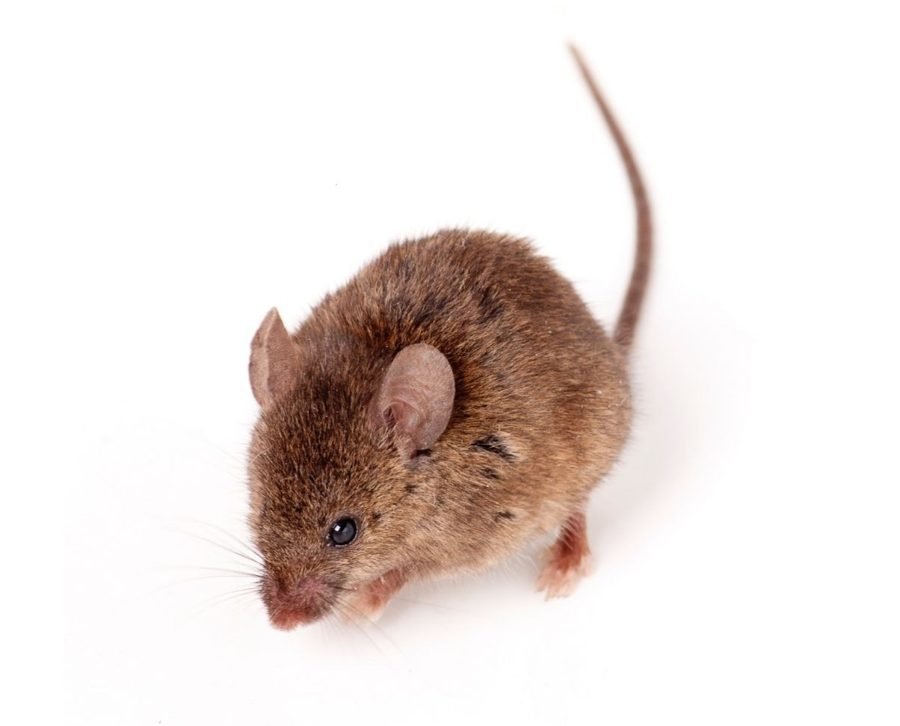 HOUSE MICE