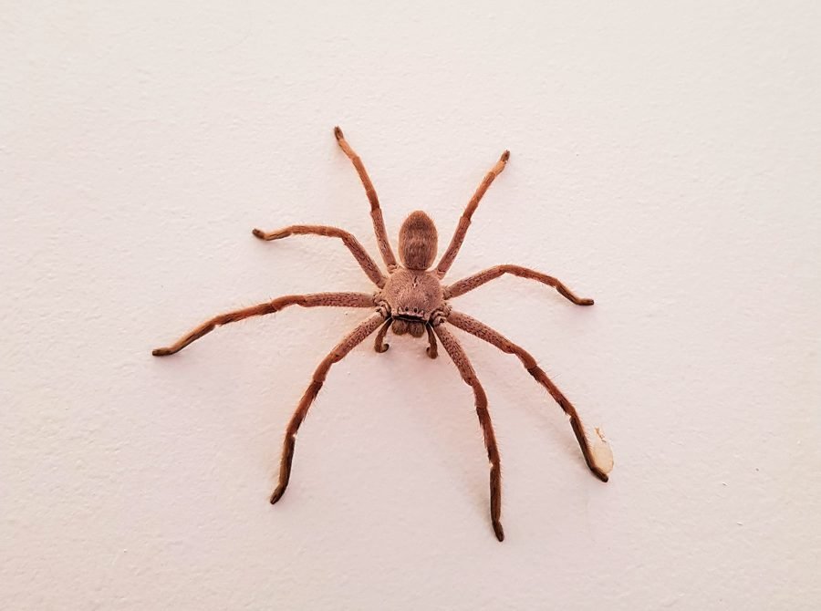 Huntsman Spider (Sparassidae)