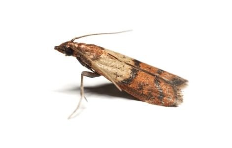 Indian Meal Moth Pantry Moth (Plodia interpunctella)