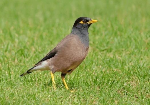 Indian Myna Common Myna (Acridotheres tristis)