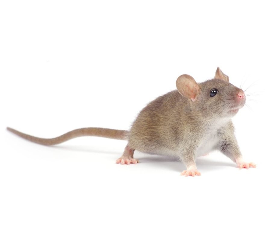NORWAY RAT