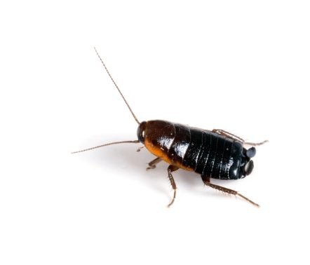 Oriental Cockroach (Blatta orientalis)