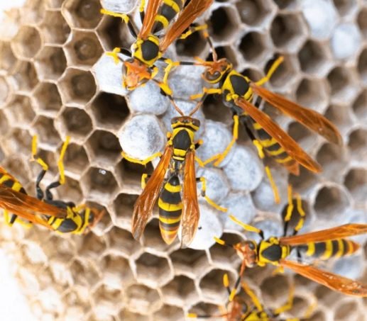 Paper Wasp (Polistes spp.)