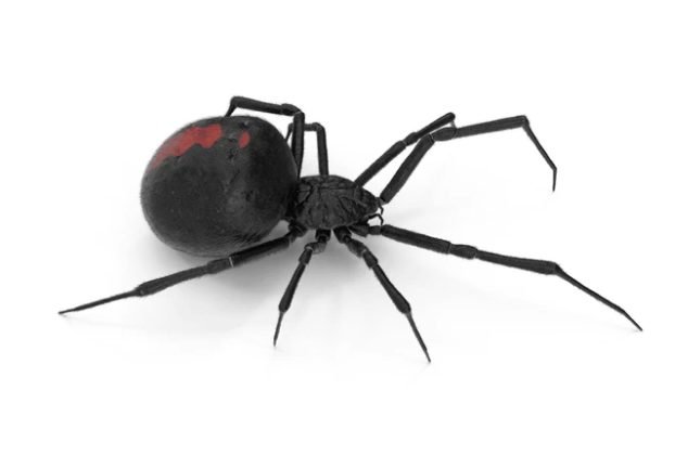 Redback Spider (Latrodectus hasselti)