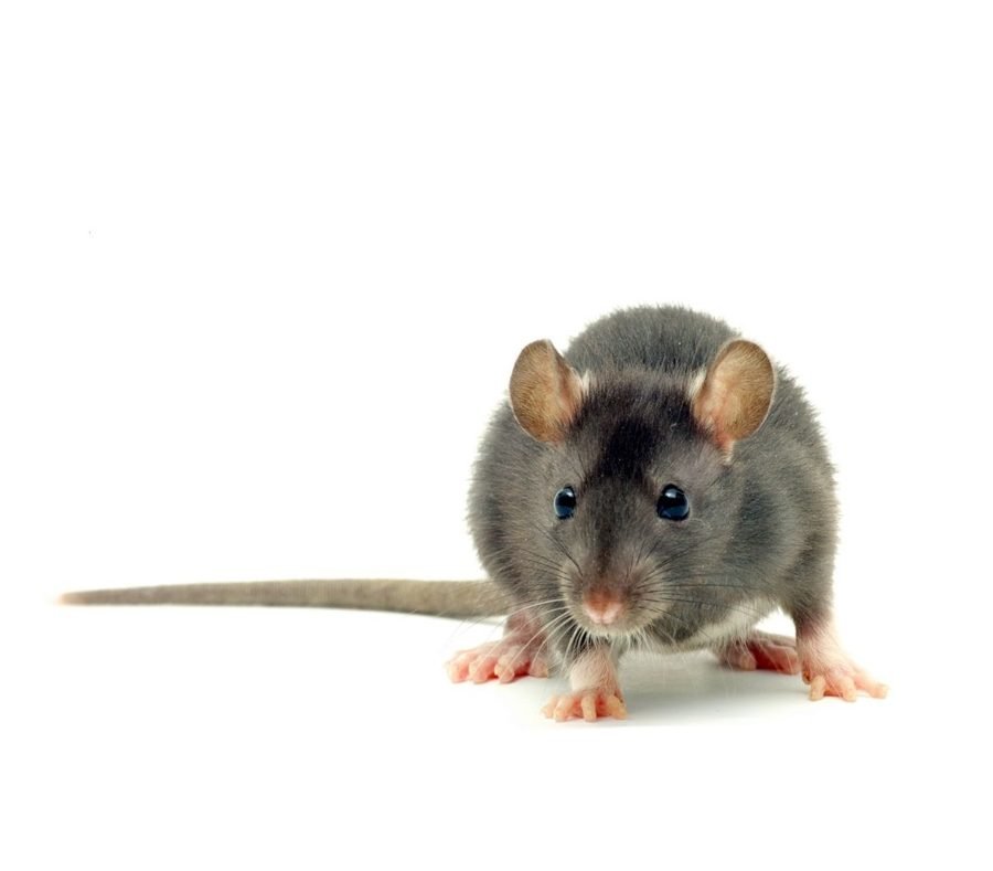 ROOF RAT