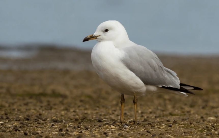 Silver Gull Seagull (Chroicocephalus novaehollandiae)