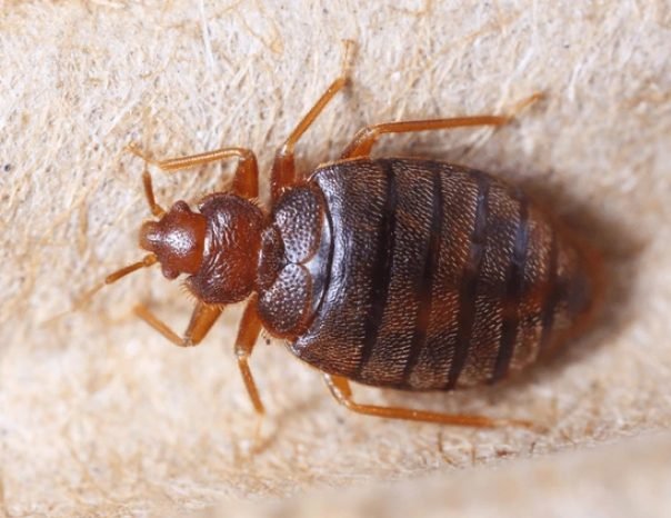 Tropical Bedbug (Cimex hemipterus)