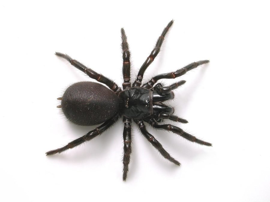 Victorian Funnel-web (Hadronyche modesta)