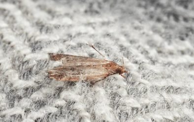 Webbing Clothes Moth (Tineola bisselliella)