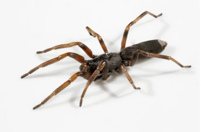 White-tailed Spider (Lampona spp.)