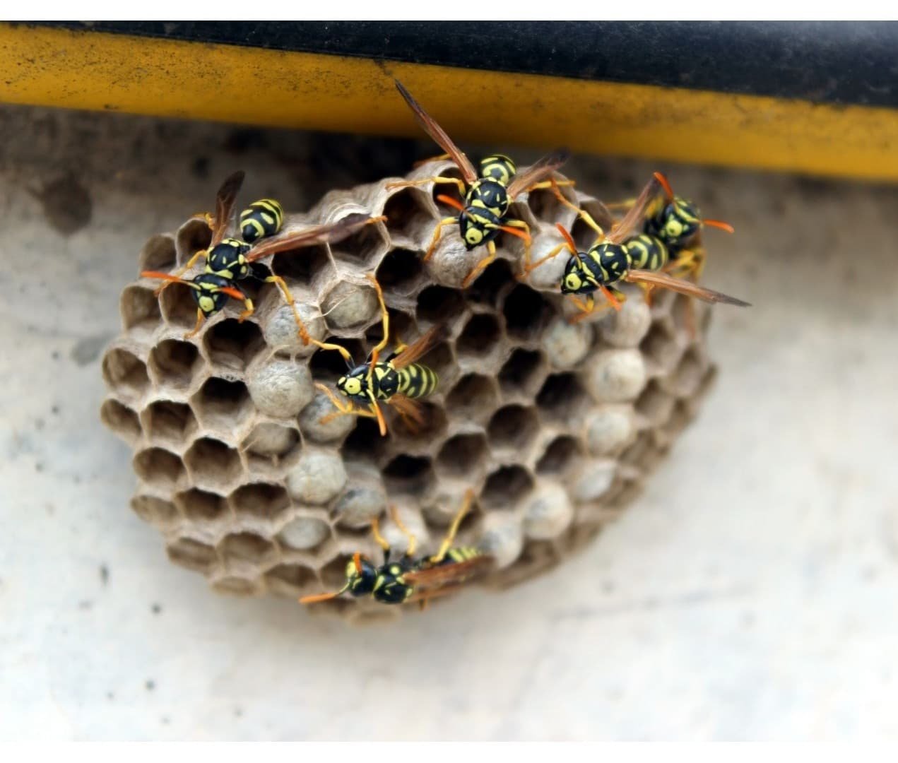 European wasp nest, eave removal